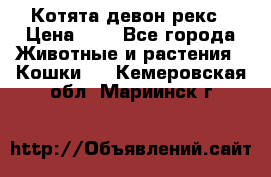 Котята девон рекс › Цена ­ 1 - Все города Животные и растения » Кошки   . Кемеровская обл.,Мариинск г.